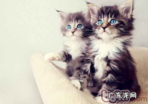 经过口气判别人类心情的猫咪