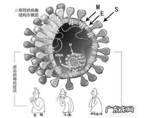 新冠病毒与2003年SARS差异性 新型冠状病毒与SARS的区别