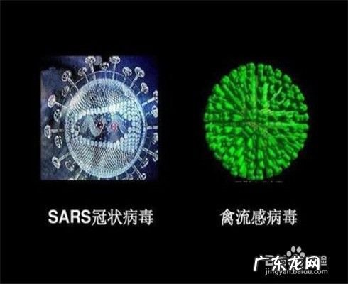新冠病毒与2003年SARS差异性 新型冠状病毒与SARS的区别