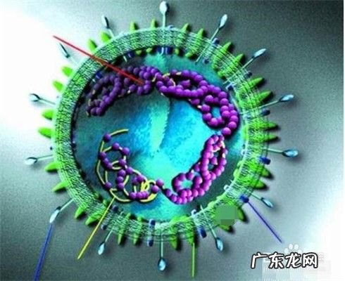 新冠病毒与2003年SARS差异性 新型冠状病毒与SARS的区别