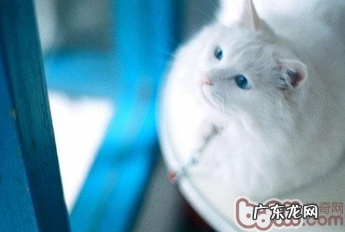 怎么照料失聪猫咪