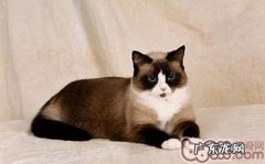 雪鞋猫外形特征