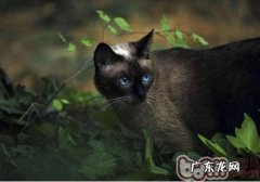 猫咪为什么会拱背炸毛
