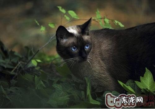 猫咪为什么会拱背炸毛