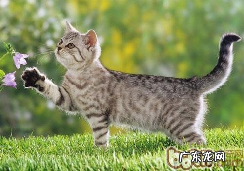 猫咪的尾巴会说话