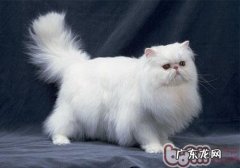 你合适收养什么样的猫咪