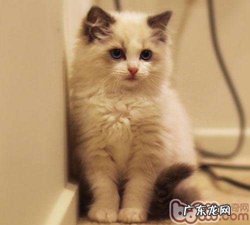 猫咪究竟爱不爱谈天