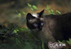猫咪和老鼠能否共处一室