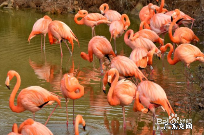 广东打卡景点 打卡广东红在哪里进行VR打卡