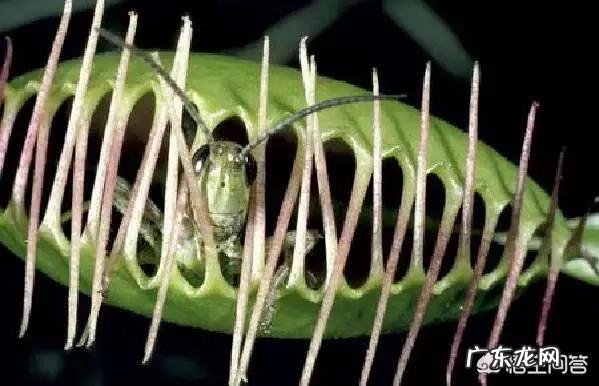 吃虫子的植物,你见过吗?