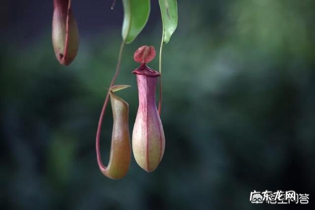 吃虫子的植物,你见过吗?