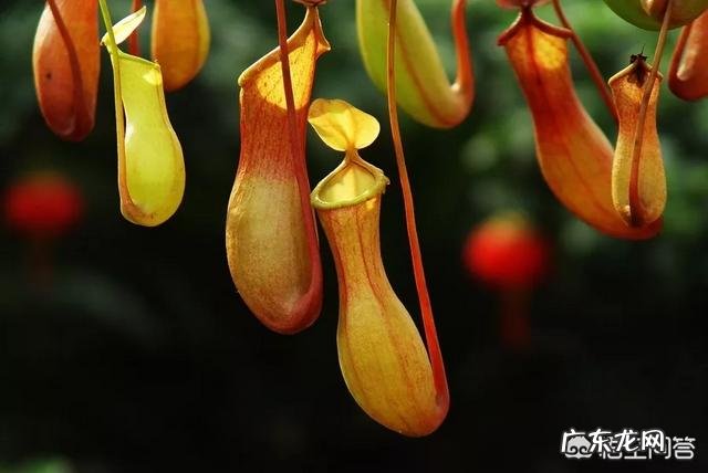 吃虫子的植物,你见过吗?