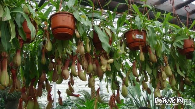 吃虫子的植物,你见过吗?