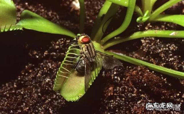 吃虫子的植物,你见过吗?