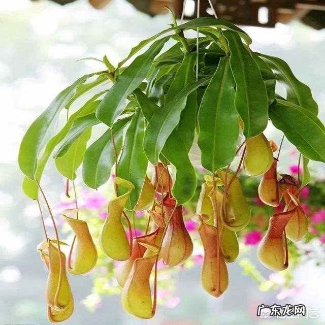 吃虫子的植物,你见过吗?