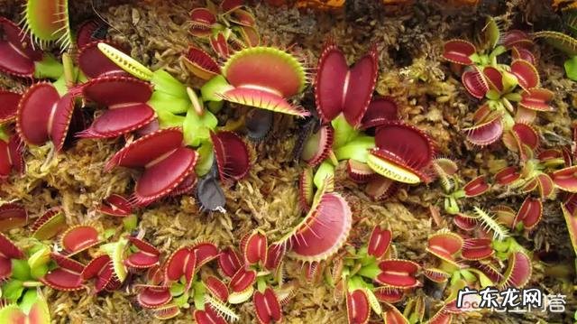 吃虫子的植物,你见过吗?