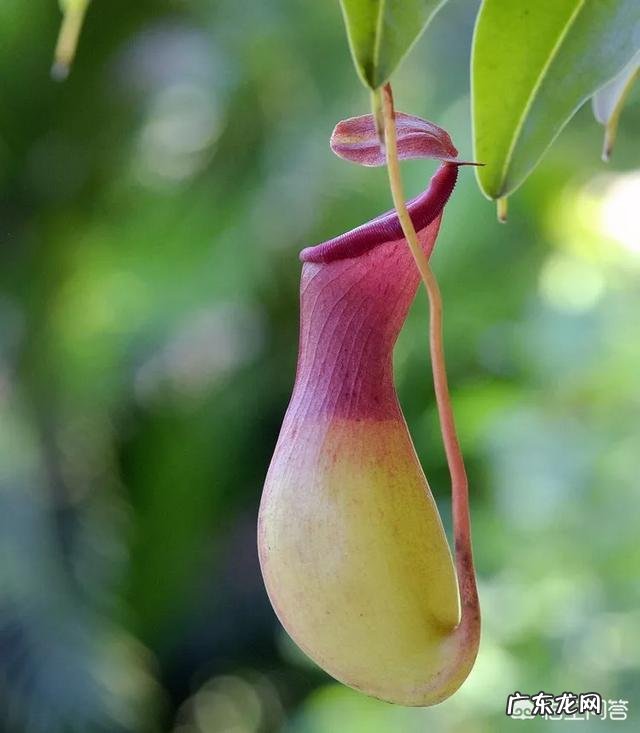 吃虫子的植物,你见过吗?