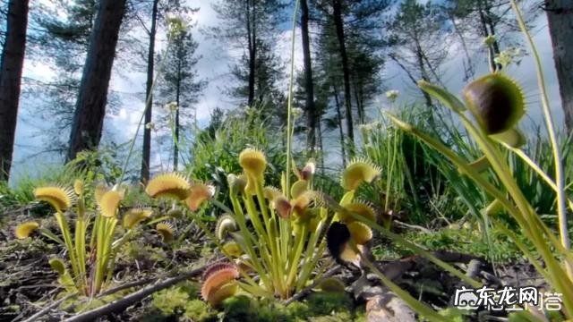 吃虫子的植物,你见过吗?