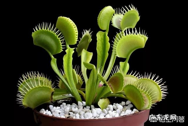 吃虫子的植物,你见过吗?