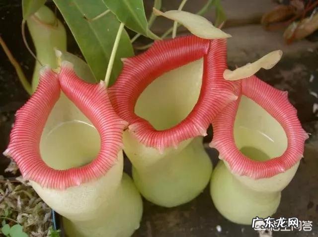 吃虫子的植物,你见过吗?