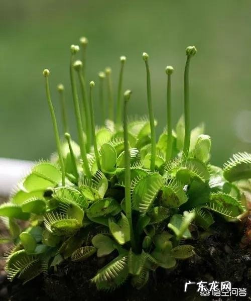 吃虫子的植物,你见过吗?