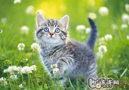 不是一切猫咪都合适家养