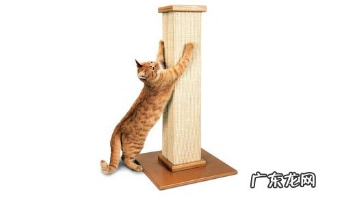 猫咪为何热衷于抓挠
