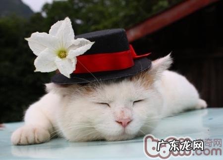 好睡觉协助猫咪健康成长