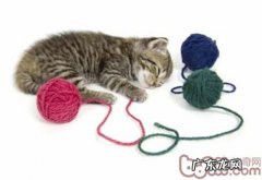 变废为宝，自己着手为猫咪做玩具