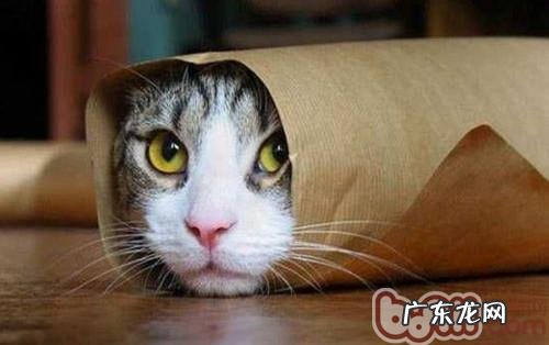 变废为宝,自己着手为猫咪做玩具