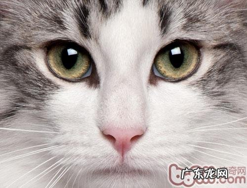 猫咪特性与脸型有关