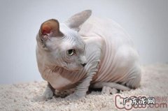 猫咪为什么好奇心强