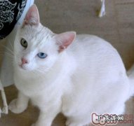 带宠物猫出境须知