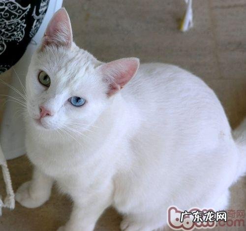 带宠物猫出境须知