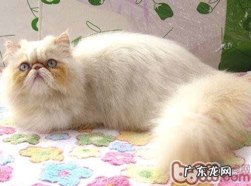 幼猫及病猫的养殖关键