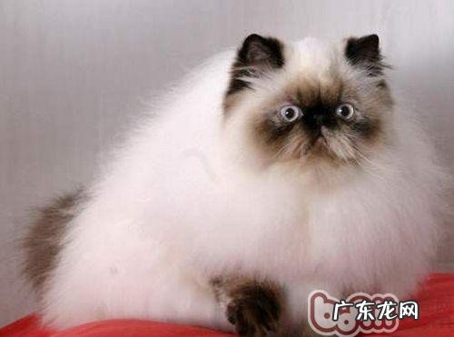 猫咪需求经常吃钙片吗