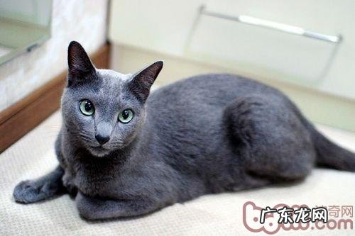 冬天天寒，请多给漂泊猫一些关爱