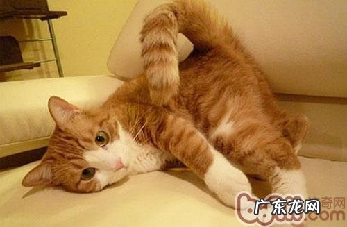 猫咪终究会不会放屁
