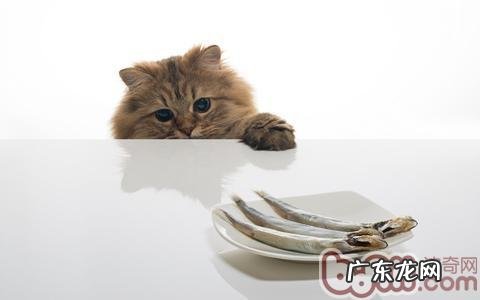 解析猫咪吃鱼问题
