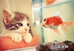 解析猫咪吃鱼问题