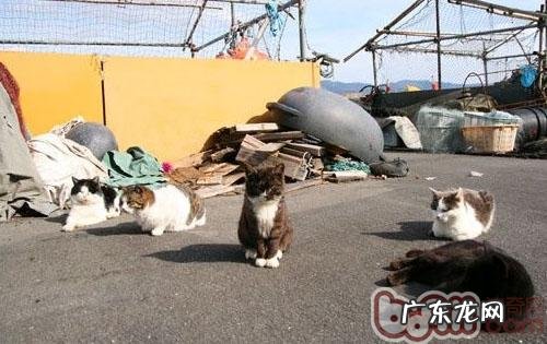 日本人的爱猫情结