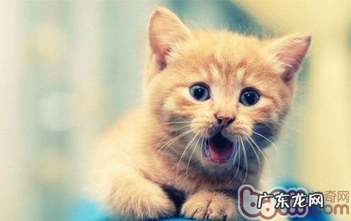 猫咪喵喵叫其实是在表达不满