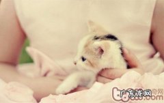 猫咪流行症的基本知识