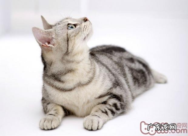 猫奴必知的冬天养殖宝典