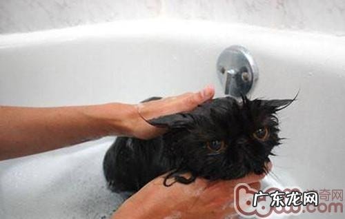 猫奴必知的冬天养殖宝典