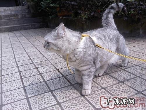 猫奴必知的冬天养殖宝典