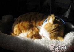 猫咪划定地盘的三种方法