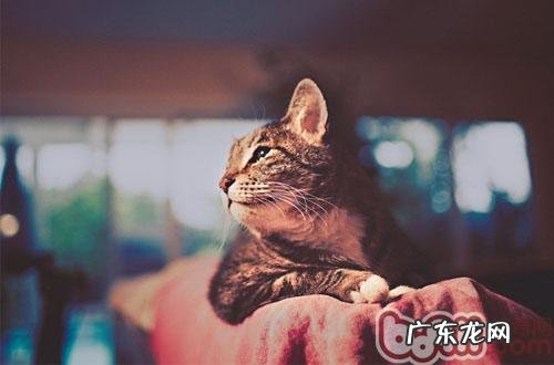 为高龄猫咪发明幸福生活
