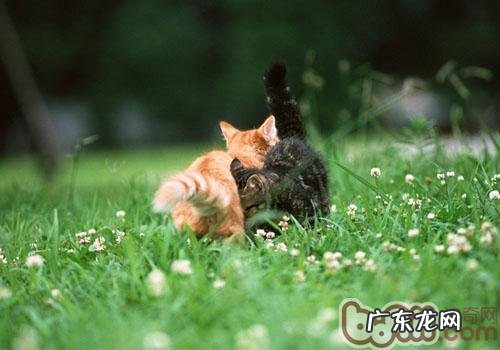 新来猫咪怎么跟“土著”共处