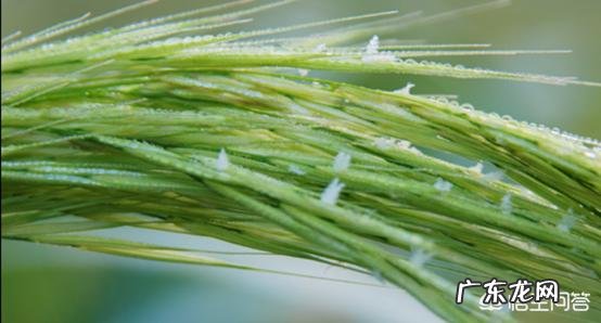 古人常吃的减肥食物有哪些?